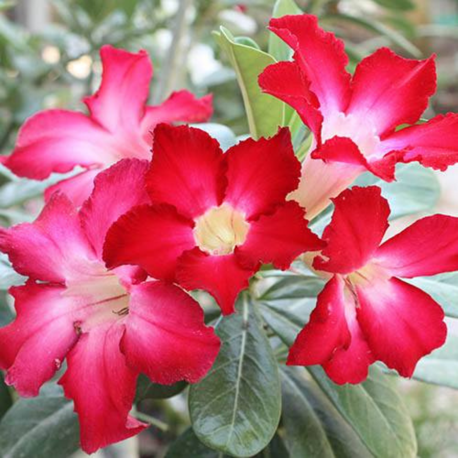 Desert Rose (Adenium obesum) Flowering Live Plant