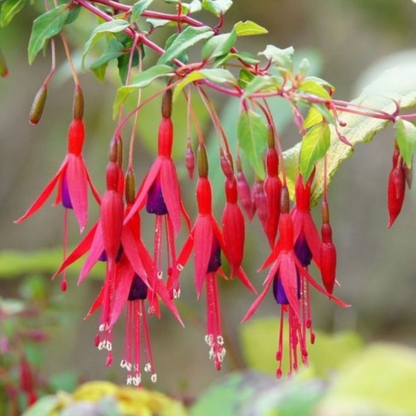 Fuchsia Desi Variety (Fuchsia magellanica) Fragrant Rare All Time Flowering Live Plant