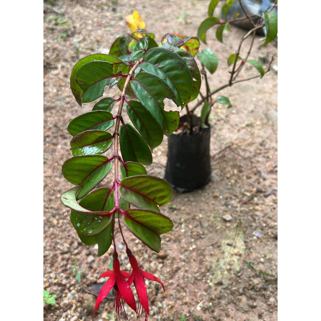 Fuchsia Desi Variety (Fuchsia magellanica) Fragrant Rare All Time Flowering Live Plant