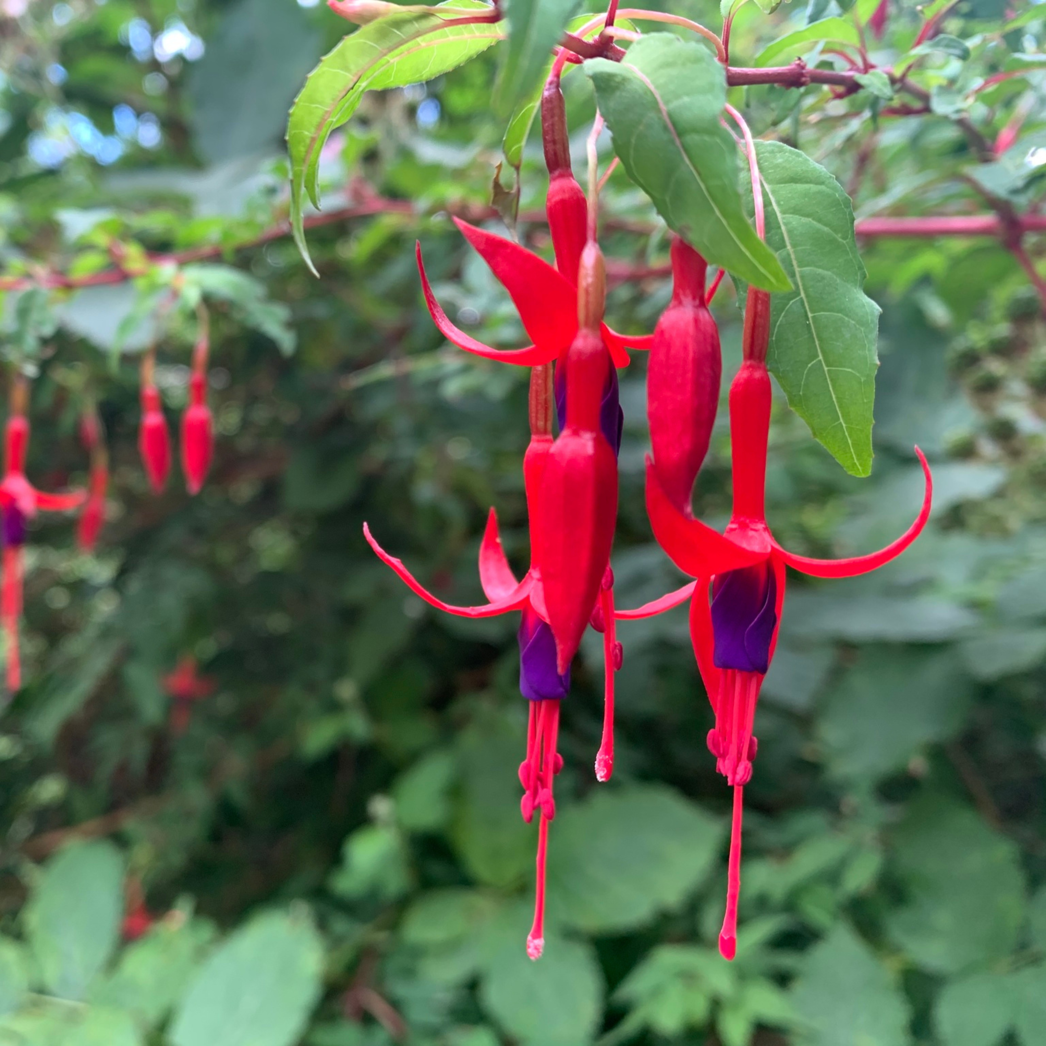 Fuchsia Desi Variety (Fuchsia magellanica) Fragrant Rare All Time Flowering Live Plant