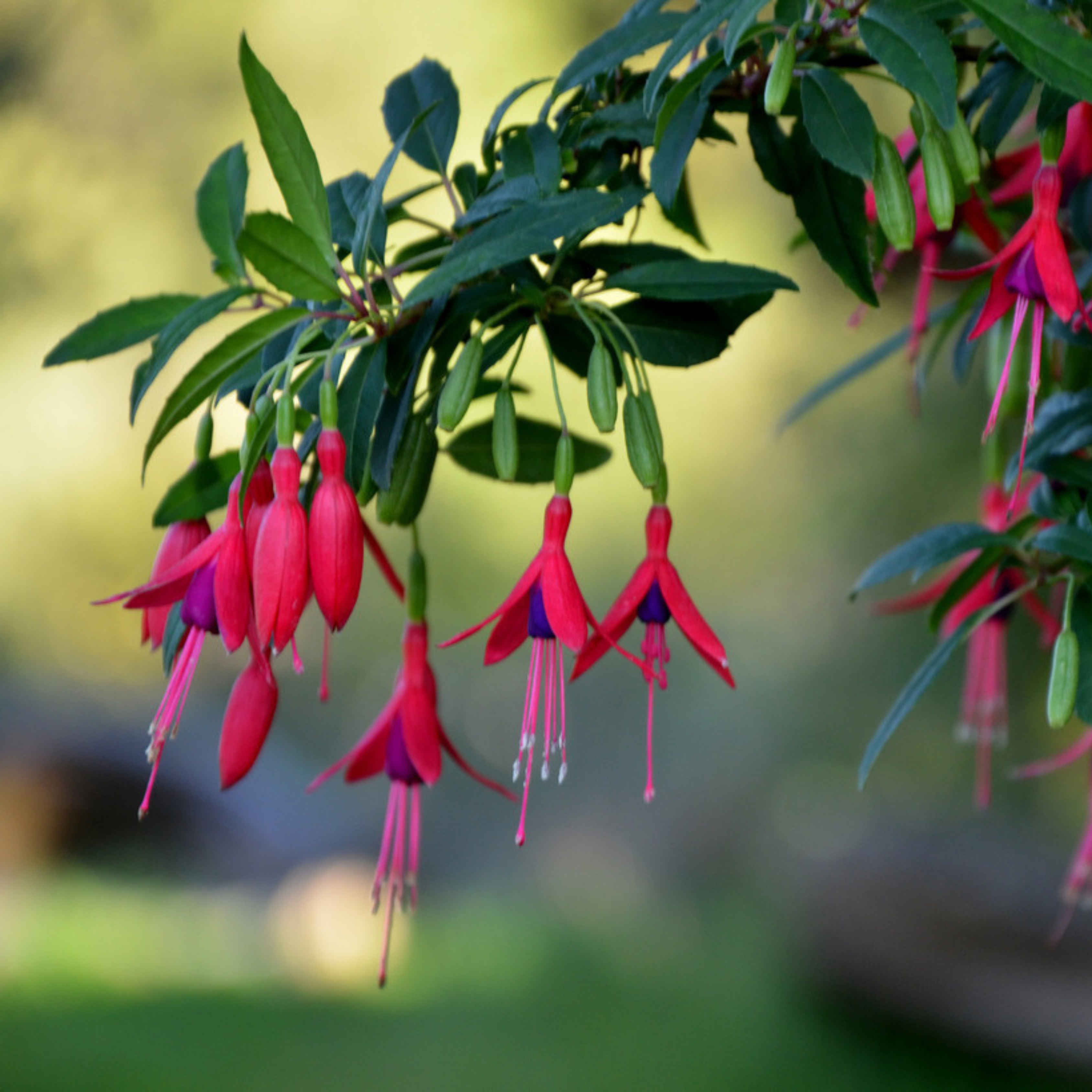 Fuchsia Desi Variety (Fuchsia magellanica) Fragrant Rare All Time Flowering Live Plant