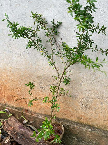 Desmodium Blue Braya Unifoliatum Flowering Live Plant