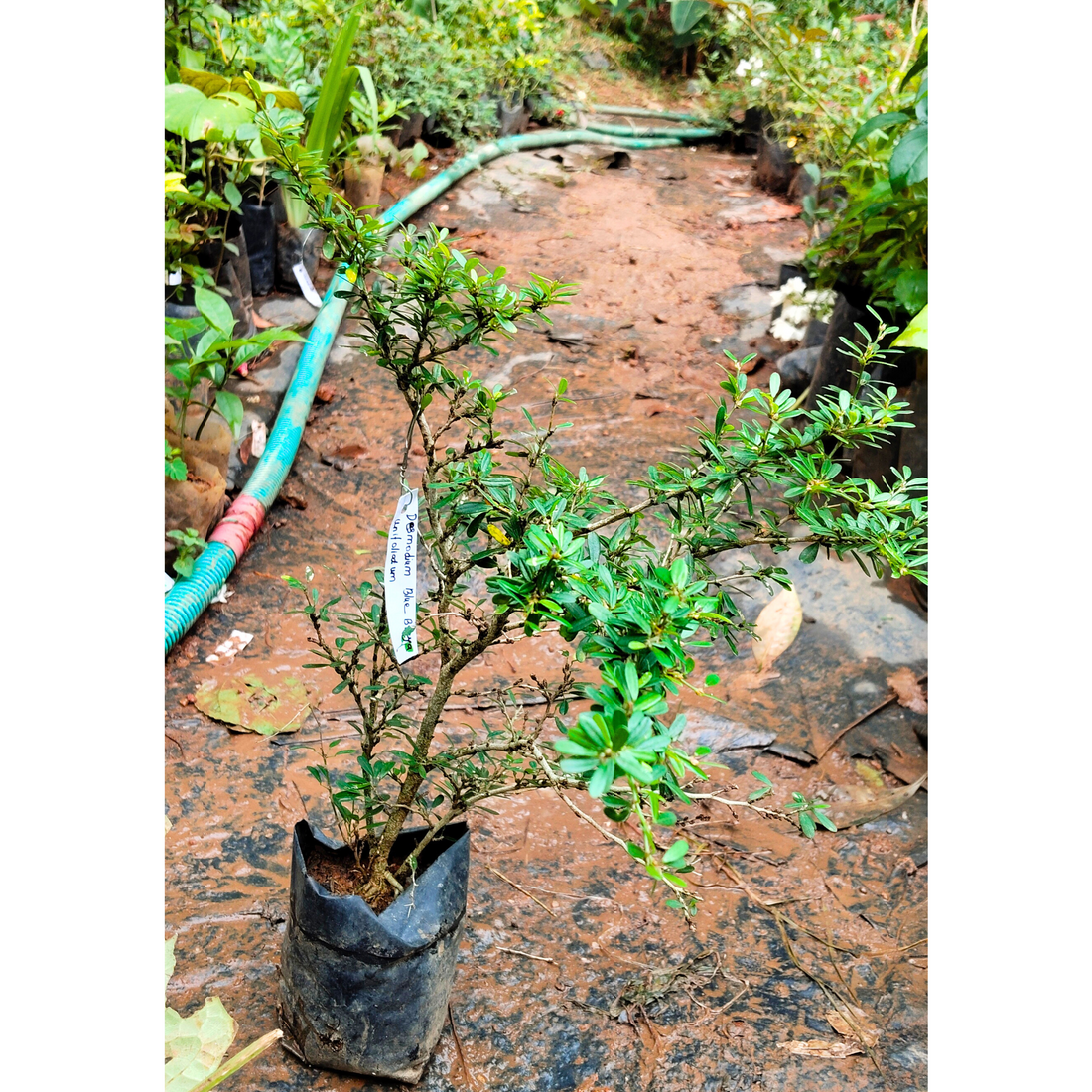 Desmodium Blue Braya Unifoliatum Flowering Live Plant