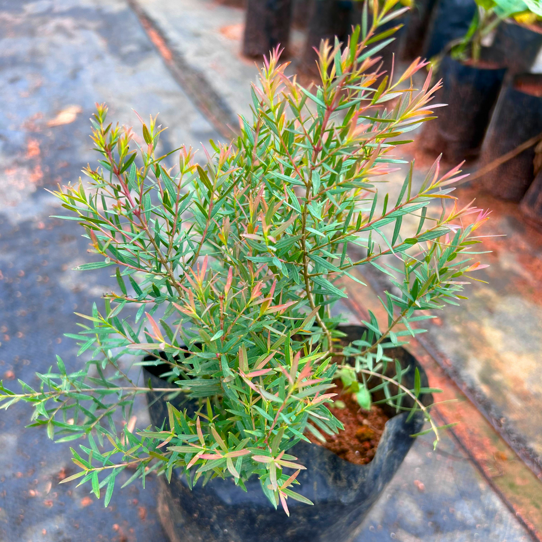 Devadaru Green (Cedrus deodara) Indoor / Outdoor Live Plant