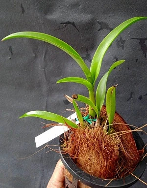 Cattleya Dialaelia Snow Flake