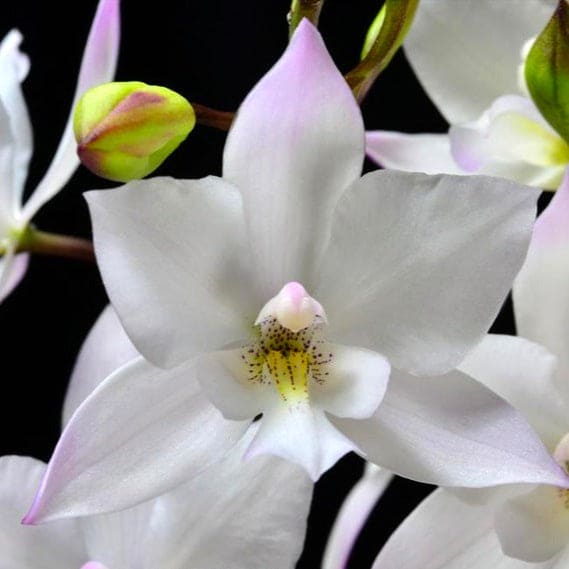 Cattleya Dialaelia Snow Flake