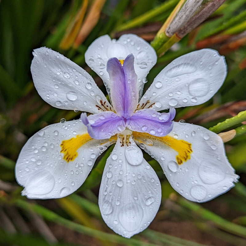 Dietes Grandiflora - Wild Iris Flowering Live Plant