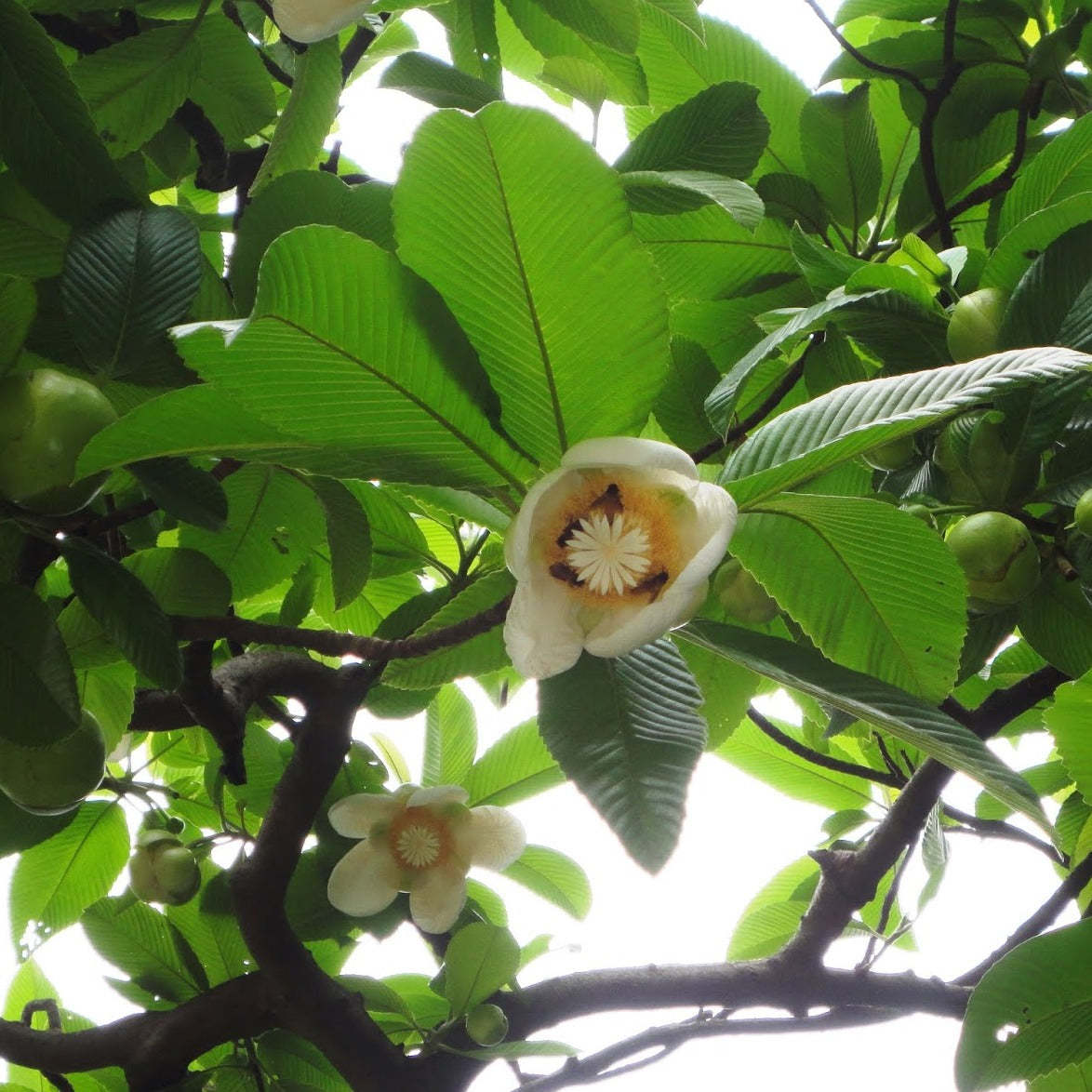 Elephant Apple Tree (Dillenia indica) Live Plant