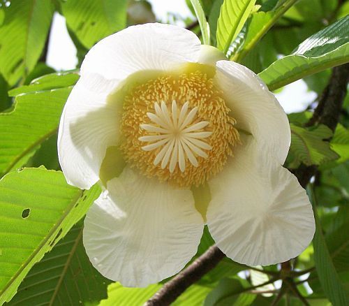 Elephant Apple Tree (Dillenia indica) Live Plant