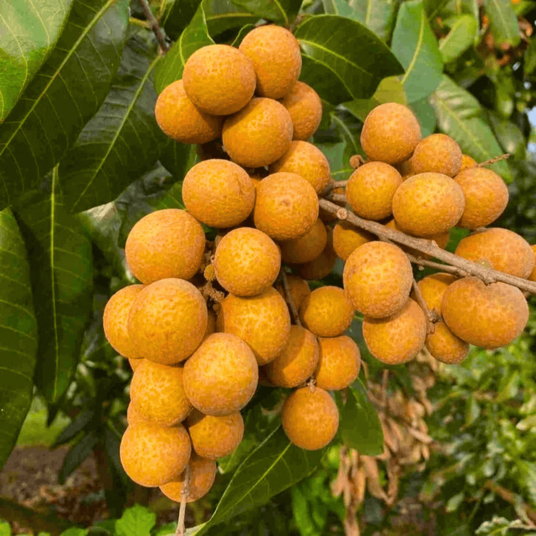 Dimocarpus Longan Fruit Live Plant