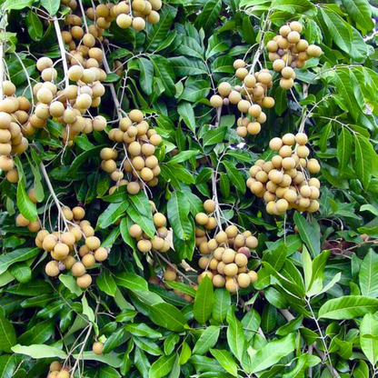 Dimocarpus Longan Fruit Live Plant