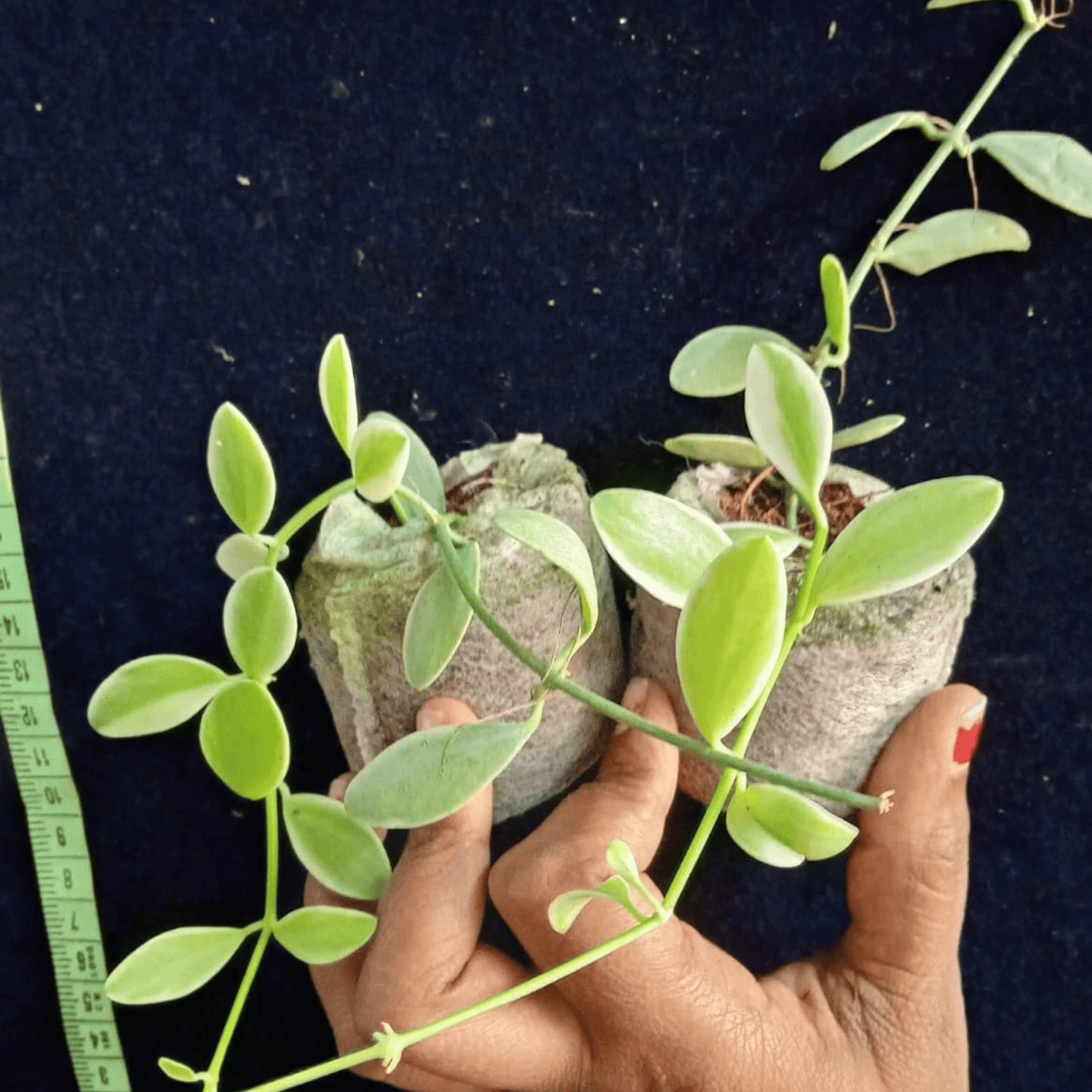 Dischidia Oiantha Variegata