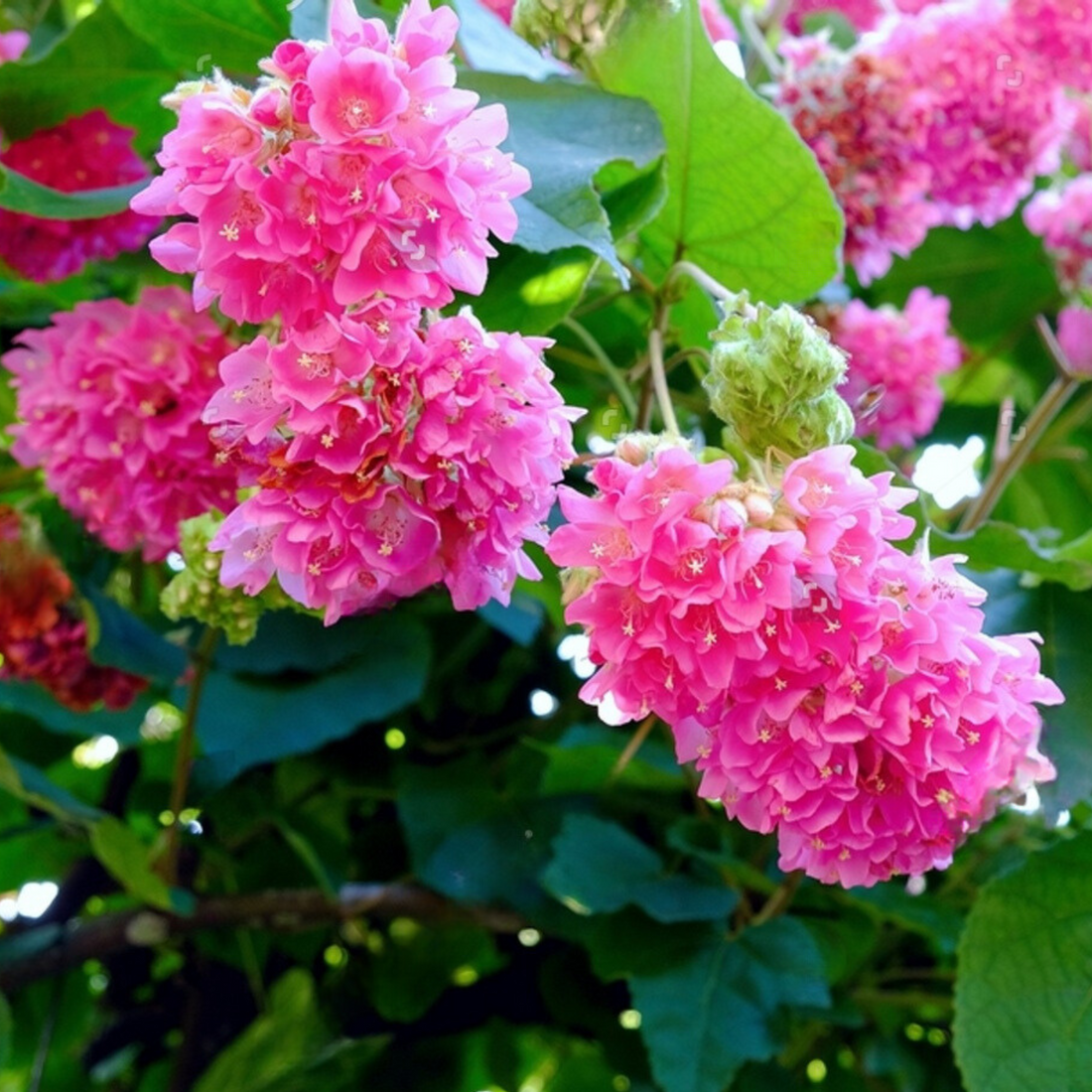 Dombeya Dropping Pink (Dombeya wallichii) Rare Flowering Live Plant