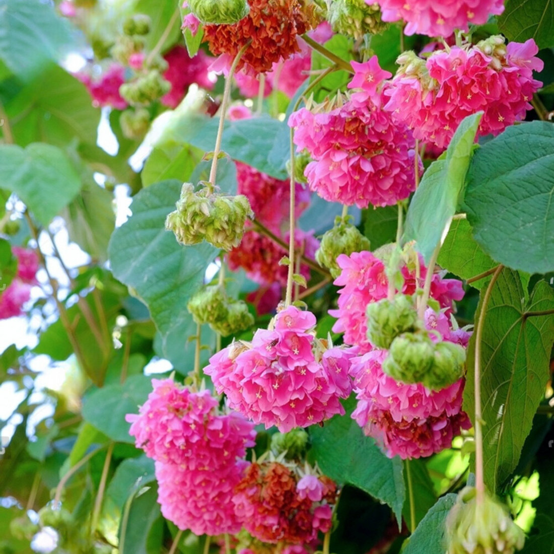 Dombeya Dropping Pink (Dombeya wallichii) Rare Flowering Live Plant