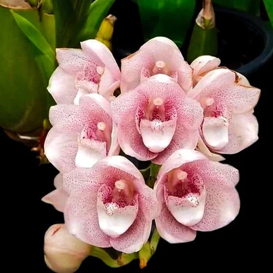Dove Pink (Blooming)
