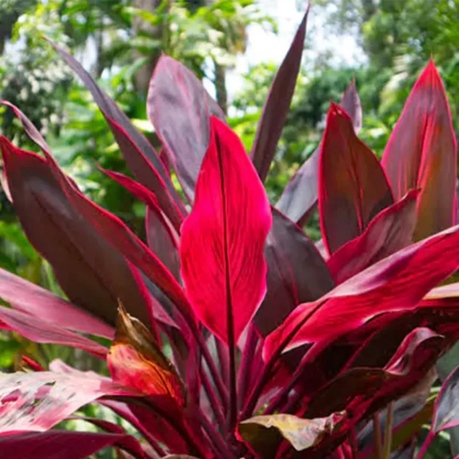 Dracaena Red (Madagascar Dragon Tree) Indoor / Outdoor Live Plant