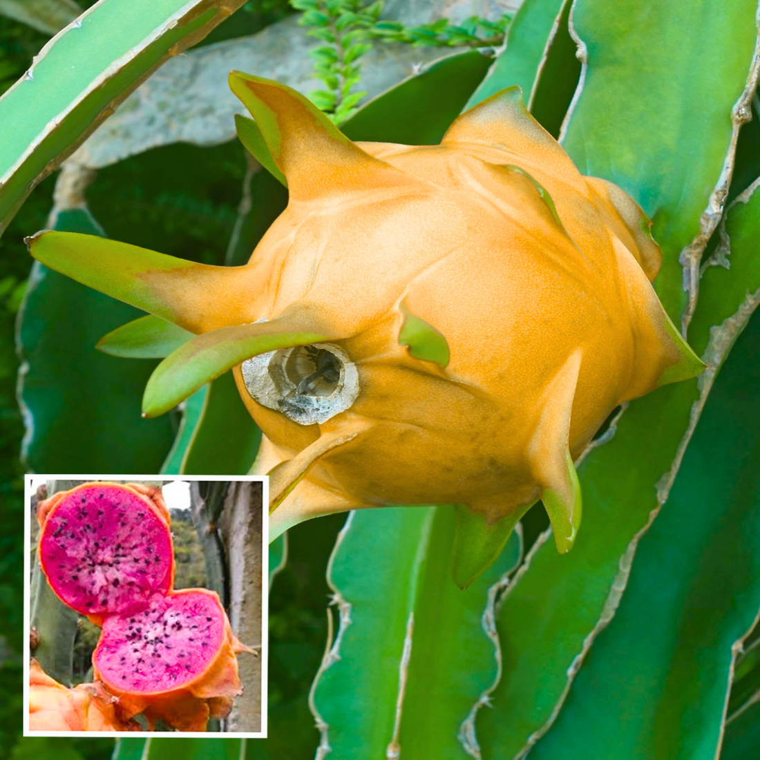 Hawaiian Orange Dragon Fruit Rare Grafted Live Plant