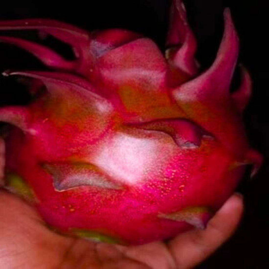 Dragon Fruit Israel Gold Maroon (cuttings) Rare Live Plant