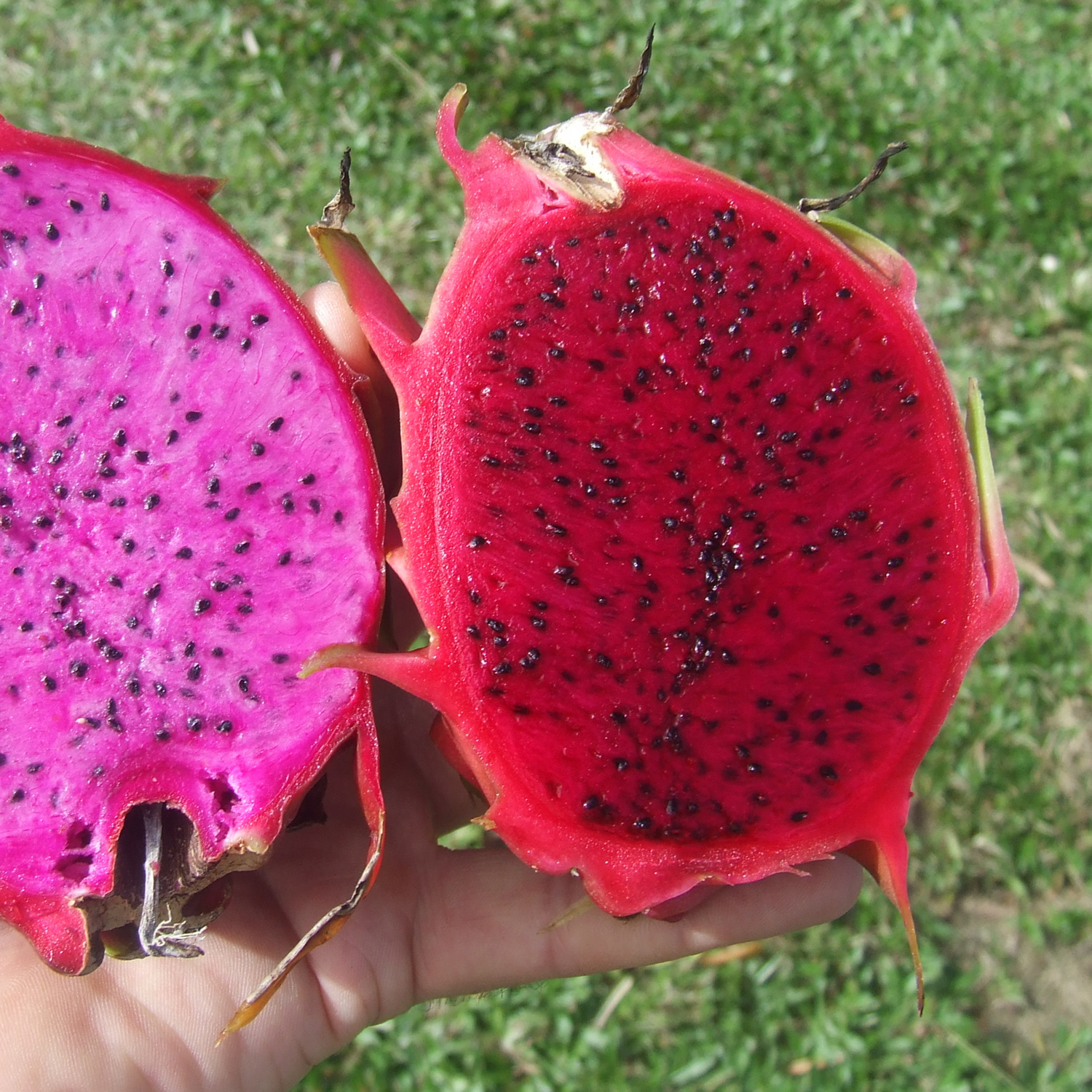 Dragon Fruit Moroccan Red (Rooted Cutting) Rare Live Plant