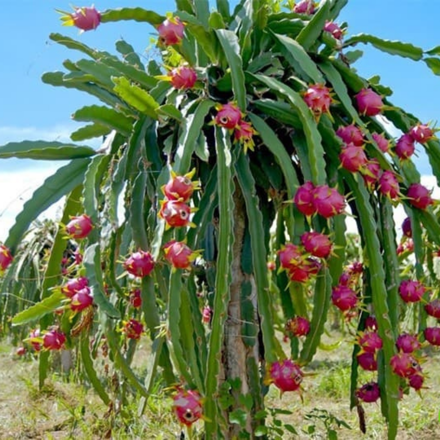 Dragon Fruit Moroccan Red (Rooted Cutting) Rare Live Plant