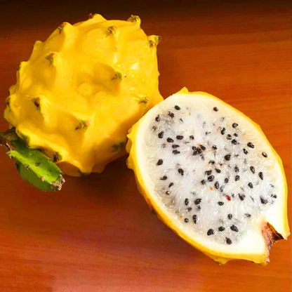 Dragon Fruit Yellow Ecuador Palora Rare Grafted Live Plant