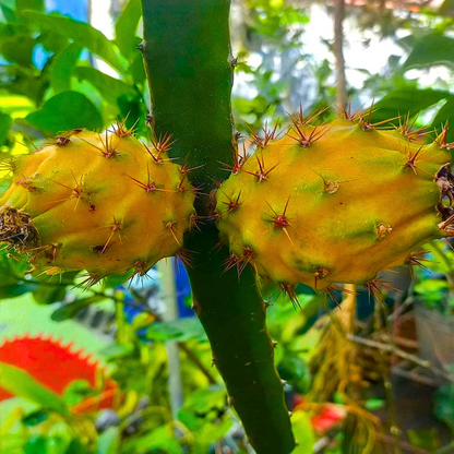 Dragon Fruit Yellow Ecuador Palora Rare Grafted Live Plant