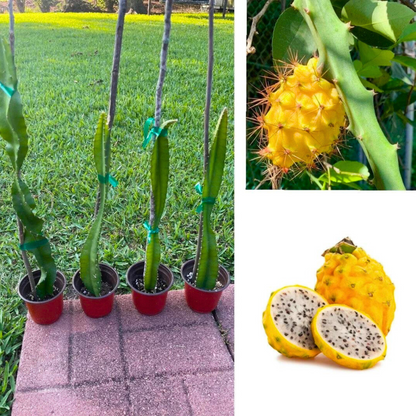 Dragon Fruit Yellow Ecuador Palora Rare Grafted Live Plant