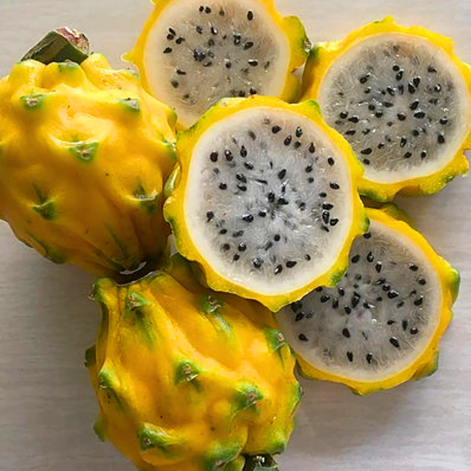 Dragon Fruit Yellow Ecuador Palora Rare Grafted Live Plant