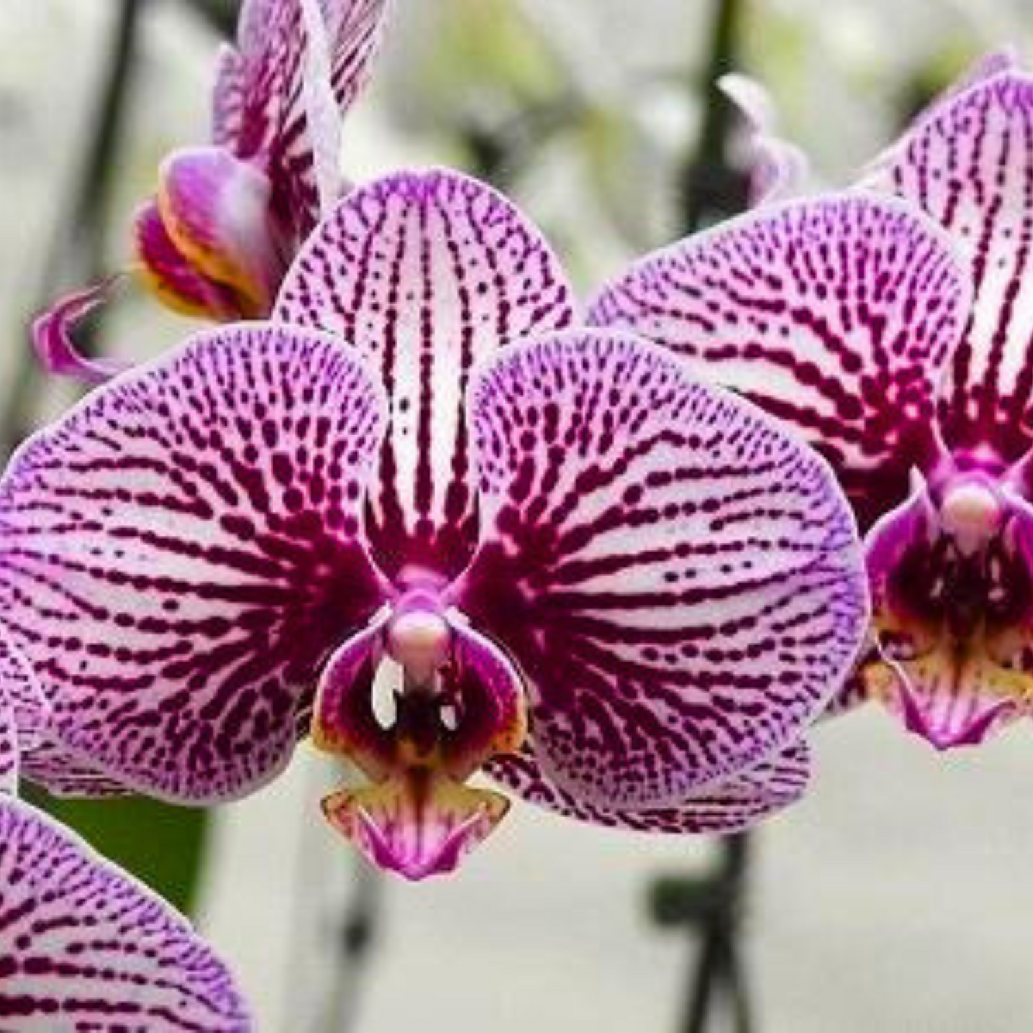 Doritaenopsis Fuller’s Mask X Dtps. Fuller’s Black Stripe - Blooming Size