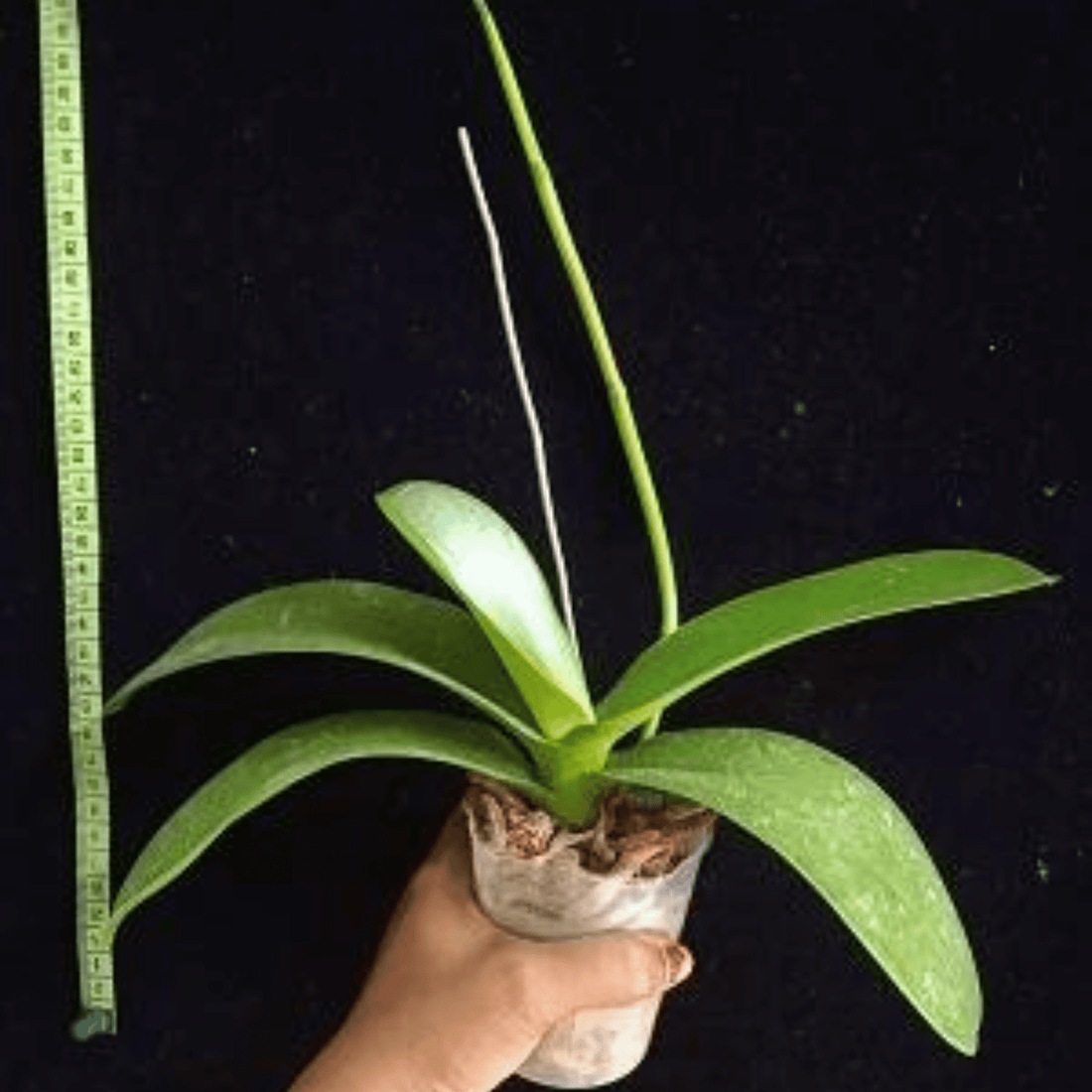 Doritaenopsis Fuller’s Mask X Dtps. Fuller’s Black Stripe - Blooming Size