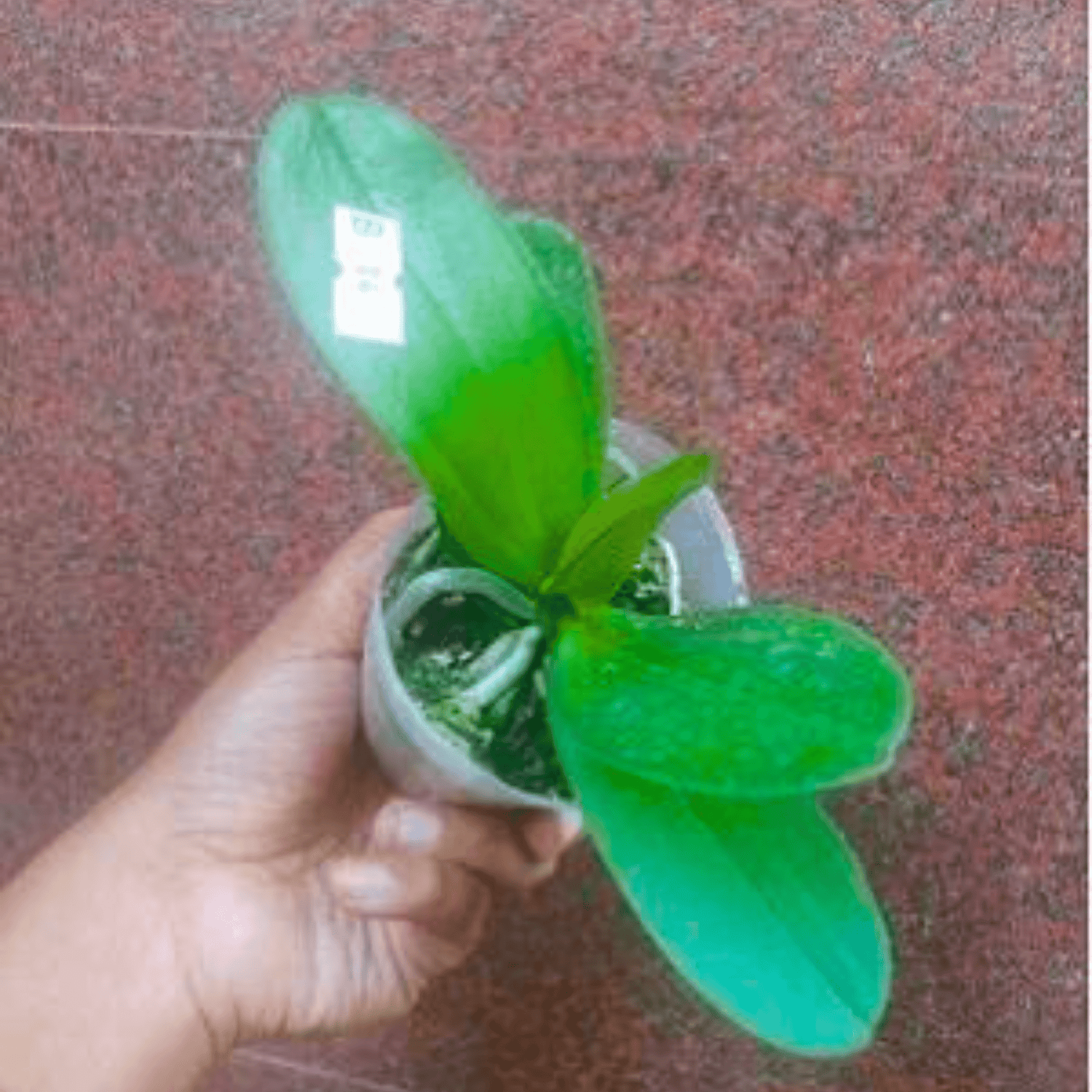 Doritaenopsis Fuller’s X-Plus - Blooming Size