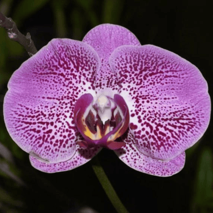 Doritaenopsis Fullers Rabbit - Blooming Size