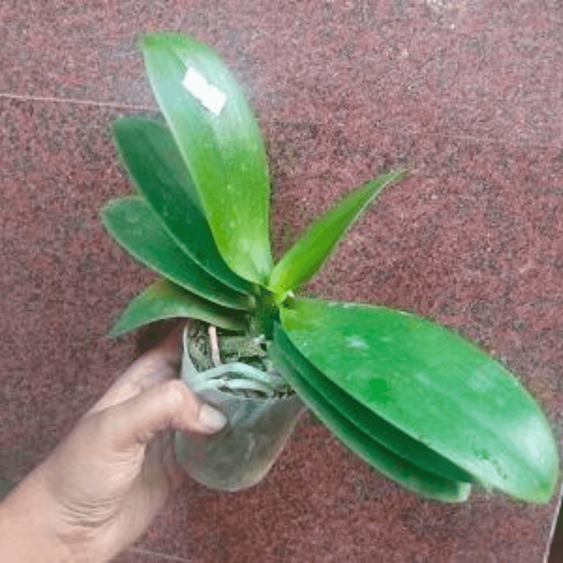 Doritaenopsis OX Spot Queen (Dtps. Koung’s Valentine X OX Black Jack) - Blooming Size