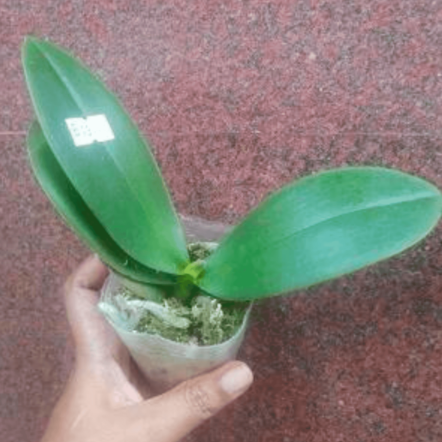 Doritaenopsis Shu Long Jellyfish - Blooming Size