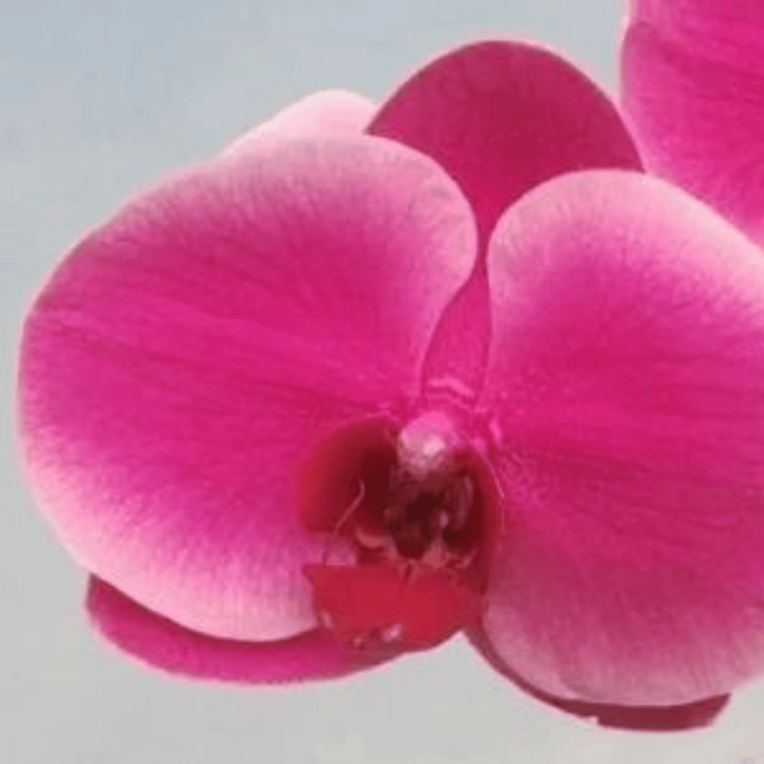 Doritaenopsis Shiuhdong Sweet Heart X Fuller’s Coke) - Blooming Size