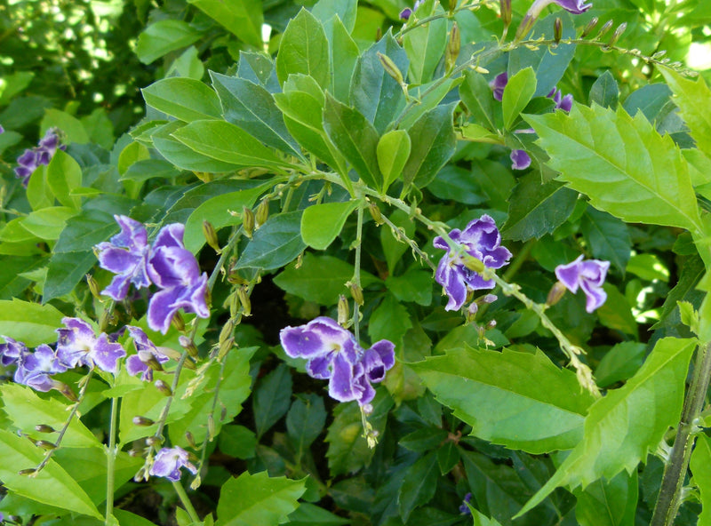 Duranta Erecta Purple Flower with Green Leaves Ornamental Live Plant