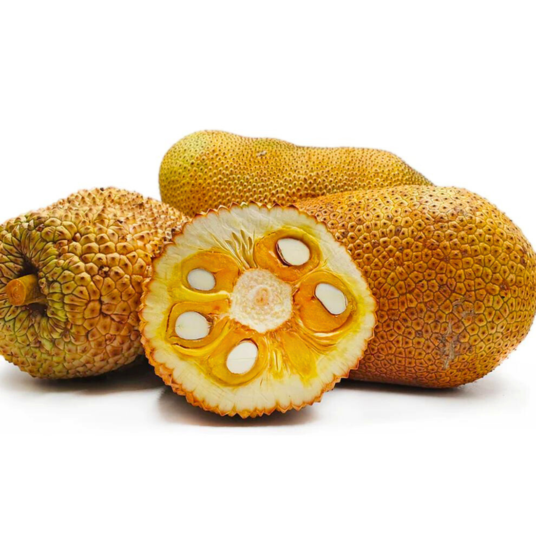 Durian Cempedak Live plant (Artocarpus integer)