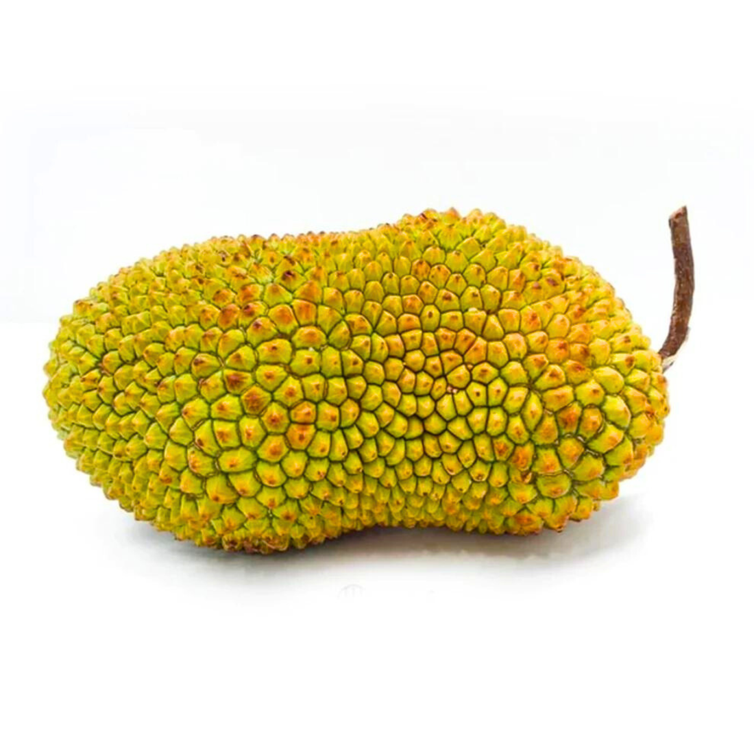 Durian Cempedak Live plant (Artocarpus integer)