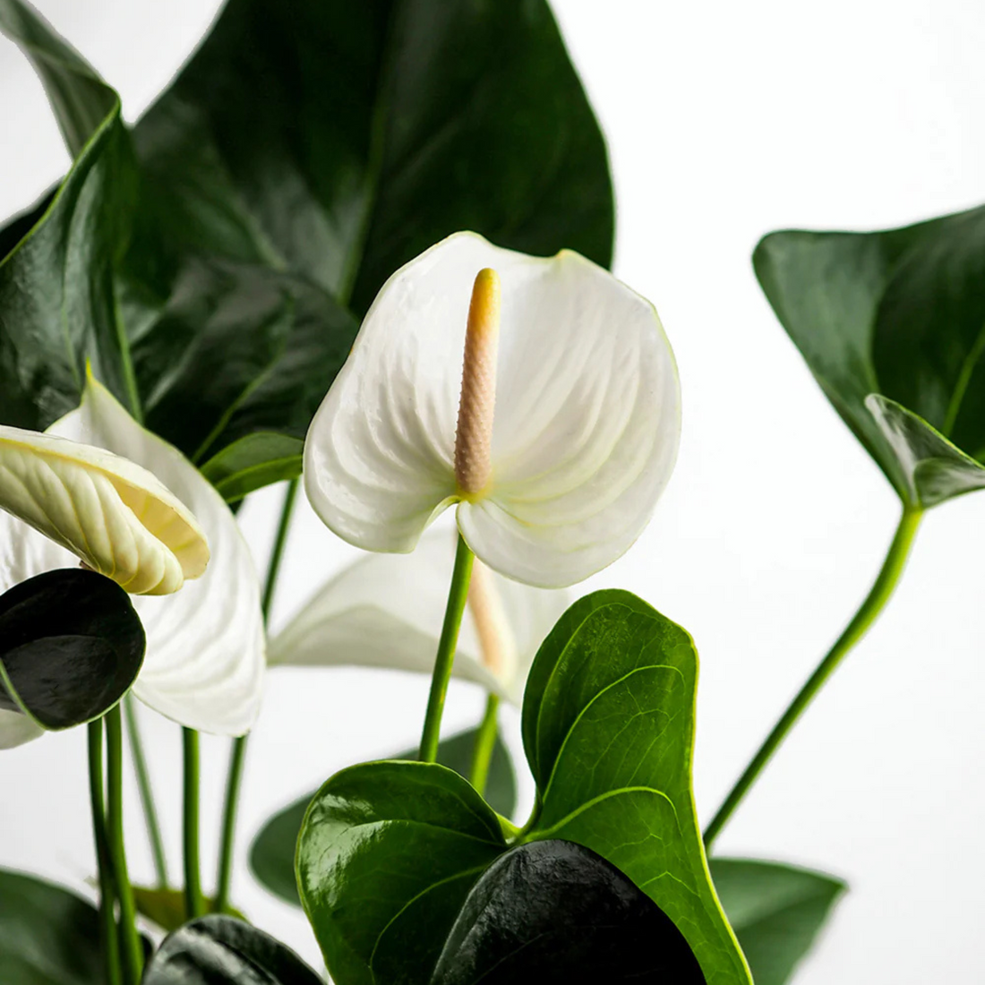 Dwarf Anthurium Andraeanum White Heart Indoor/Outdoor Live Plant