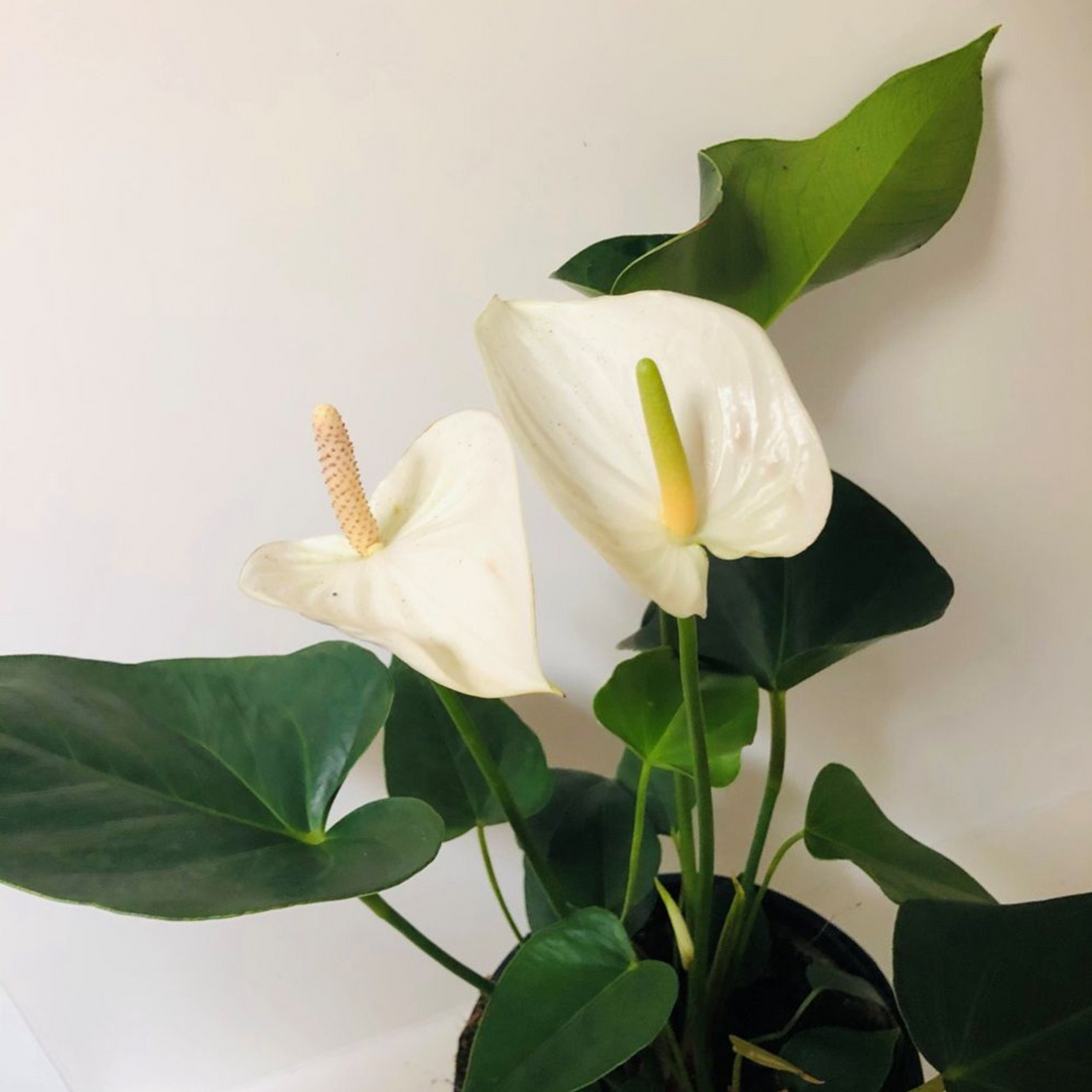 Dwarf Anthurium Andraeanum White Heart Indoor/Outdoor Live Plant