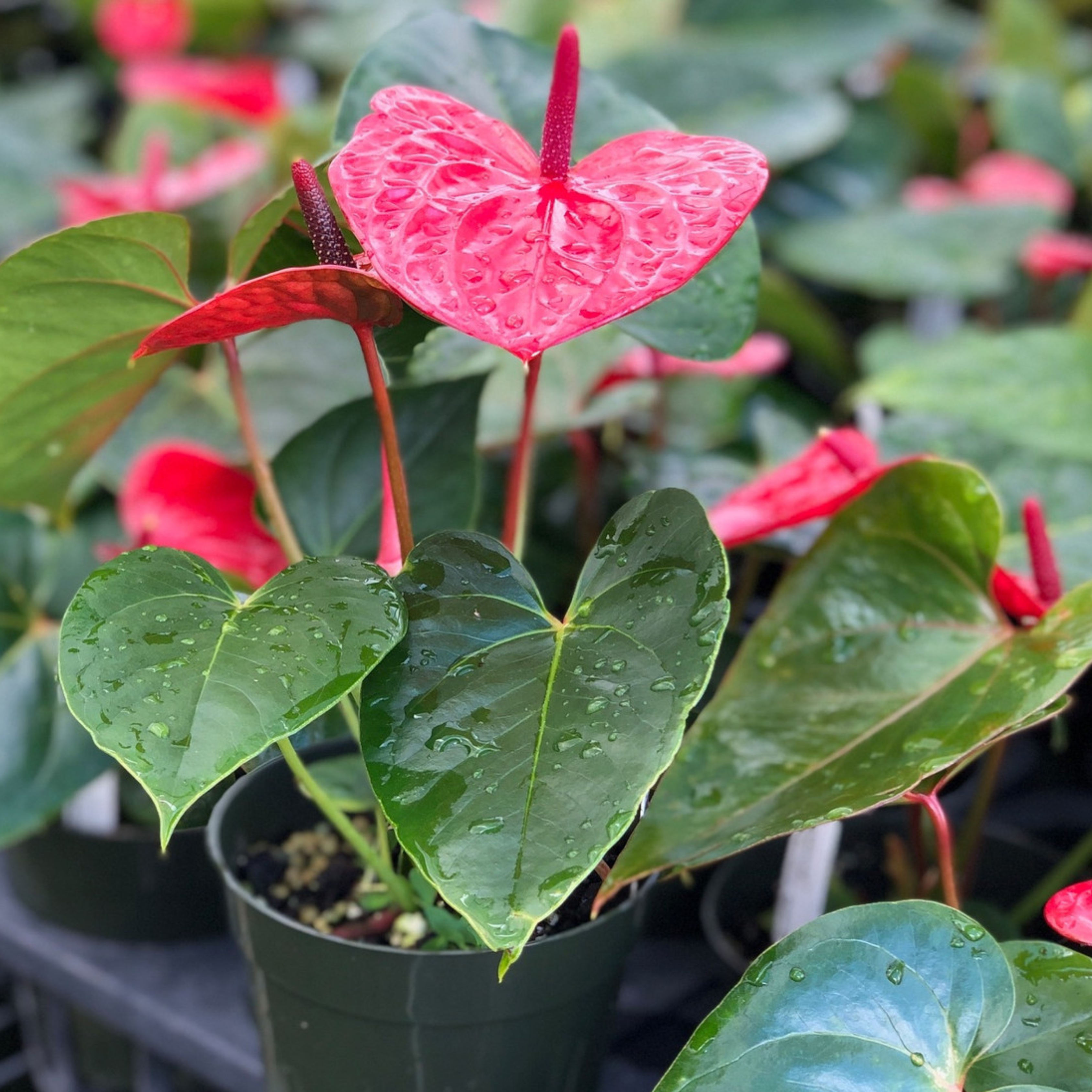 Dwarf Anthurium Casanova Red Indoor/Outdoor Live Plant