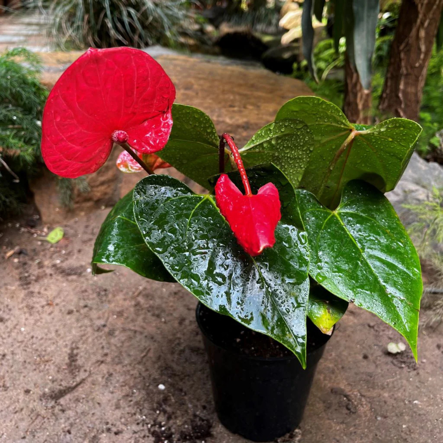 Dwarf Anthurium Casanova Red Indoor/Outdoor Live Plant