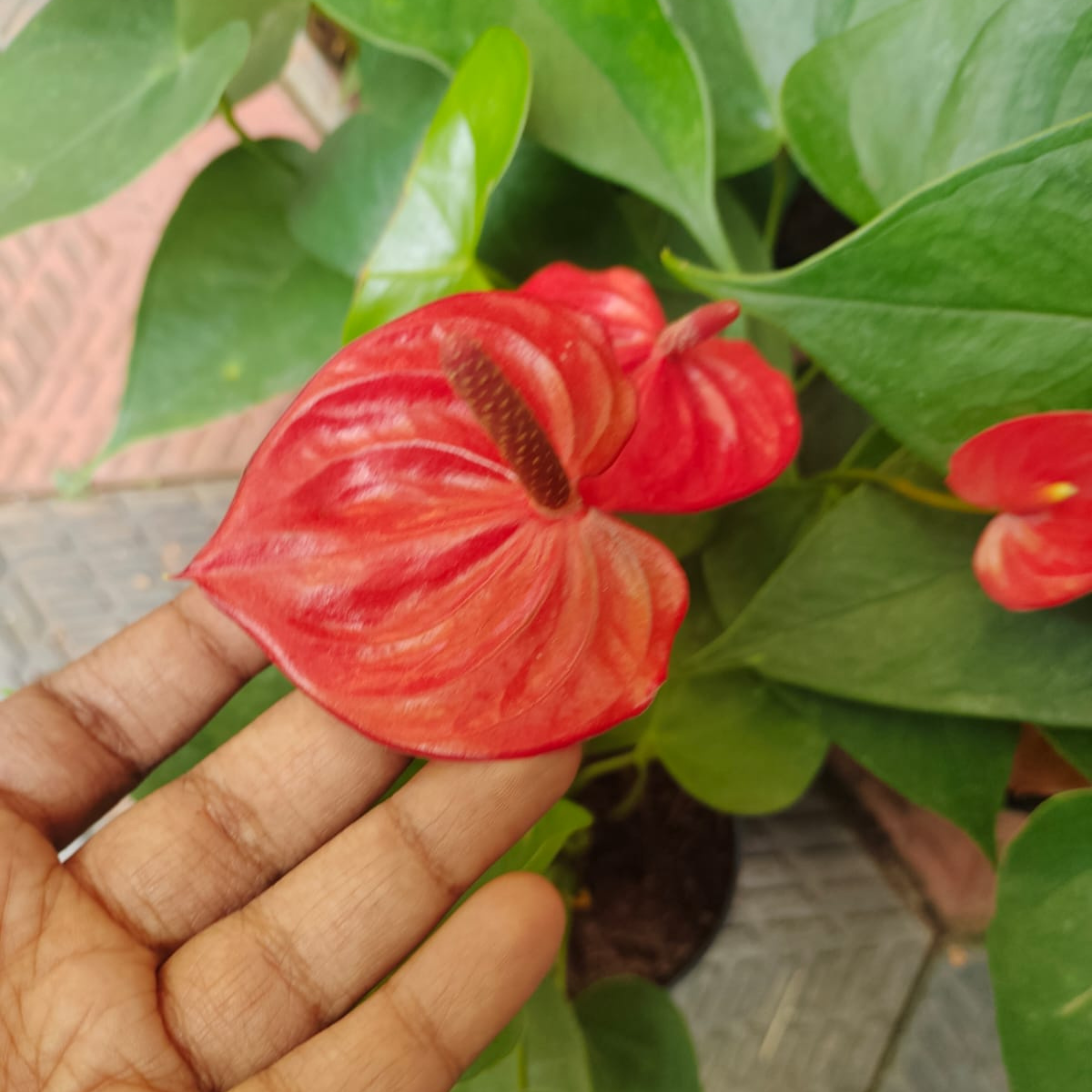 Dwarf Anthurium Casanova Red Indoor/Outdoor Live Plant