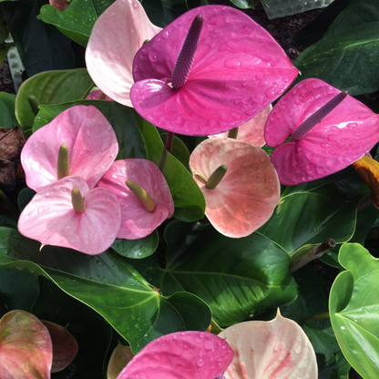 Dwarf Anthurium Cavalli Indoor/Outdoor Live Plant