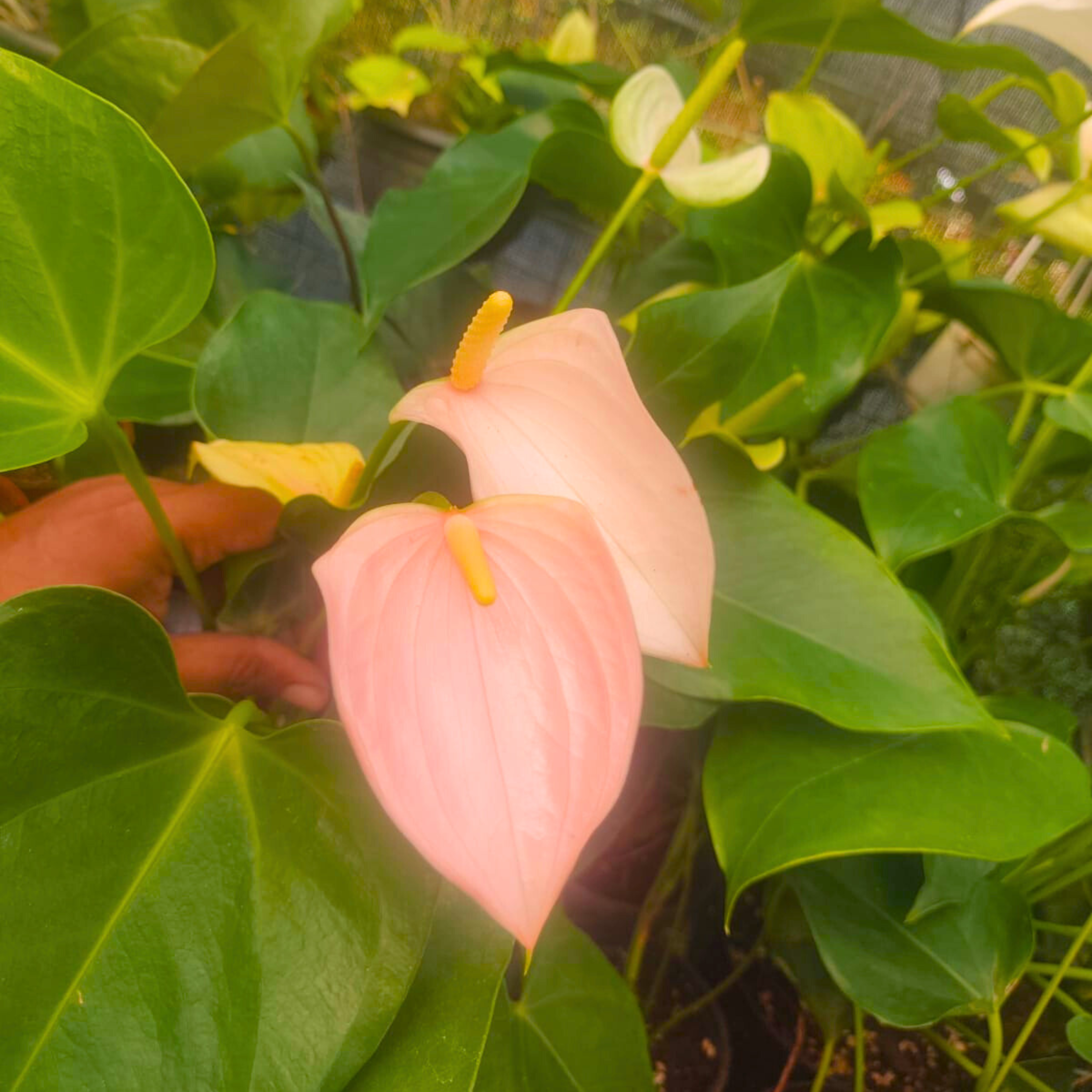 Dwarf Anthurium Jolly Pink Indoor/Outdoor Live Plant