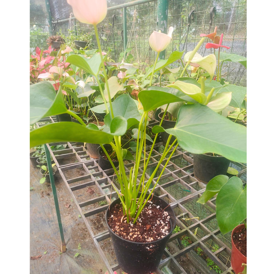 Dwarf Anthurium Jolly Pink Indoor/Outdoor Live Plant