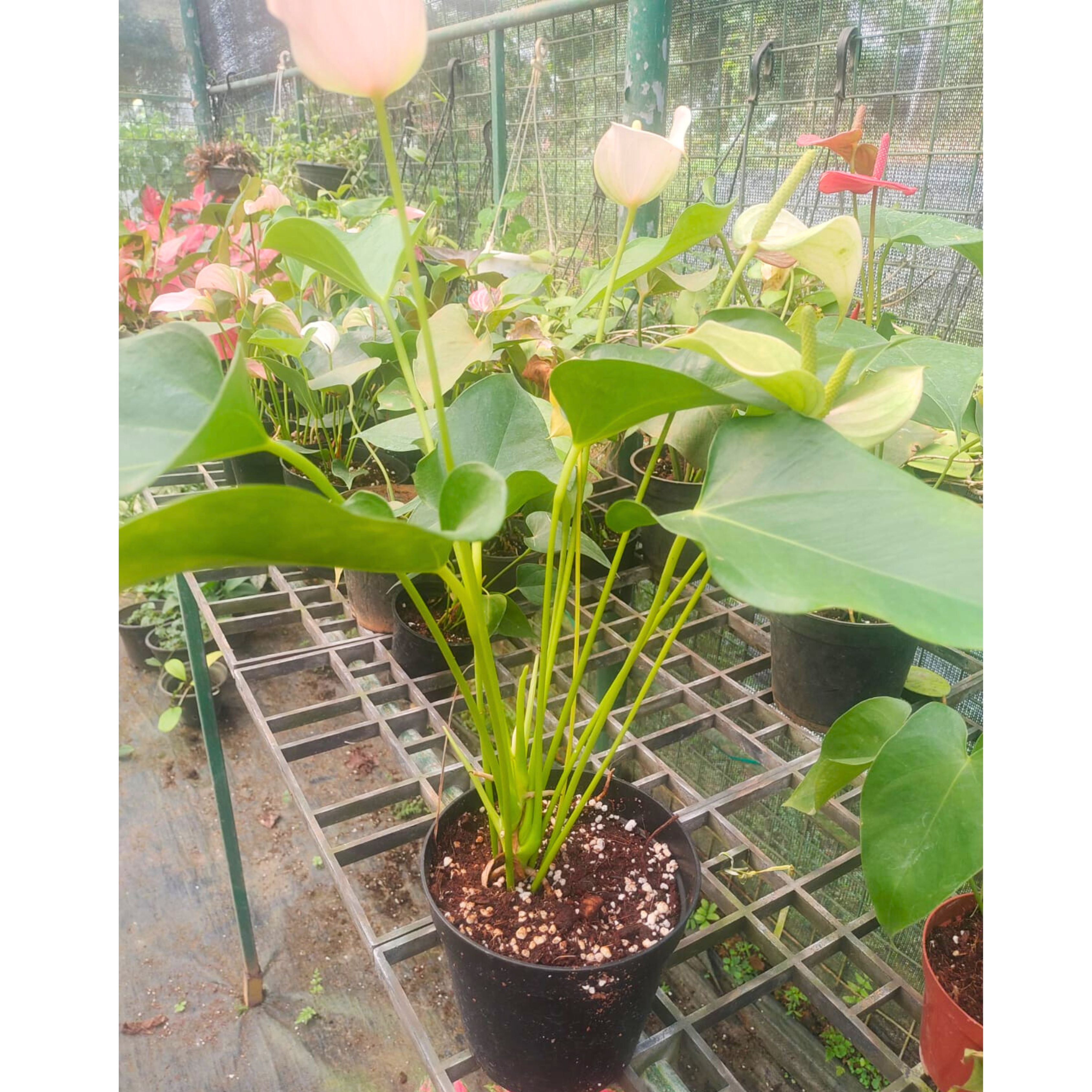 Dwarf Anthurium Jolly Pink Indoor/Outdoor Live Plant