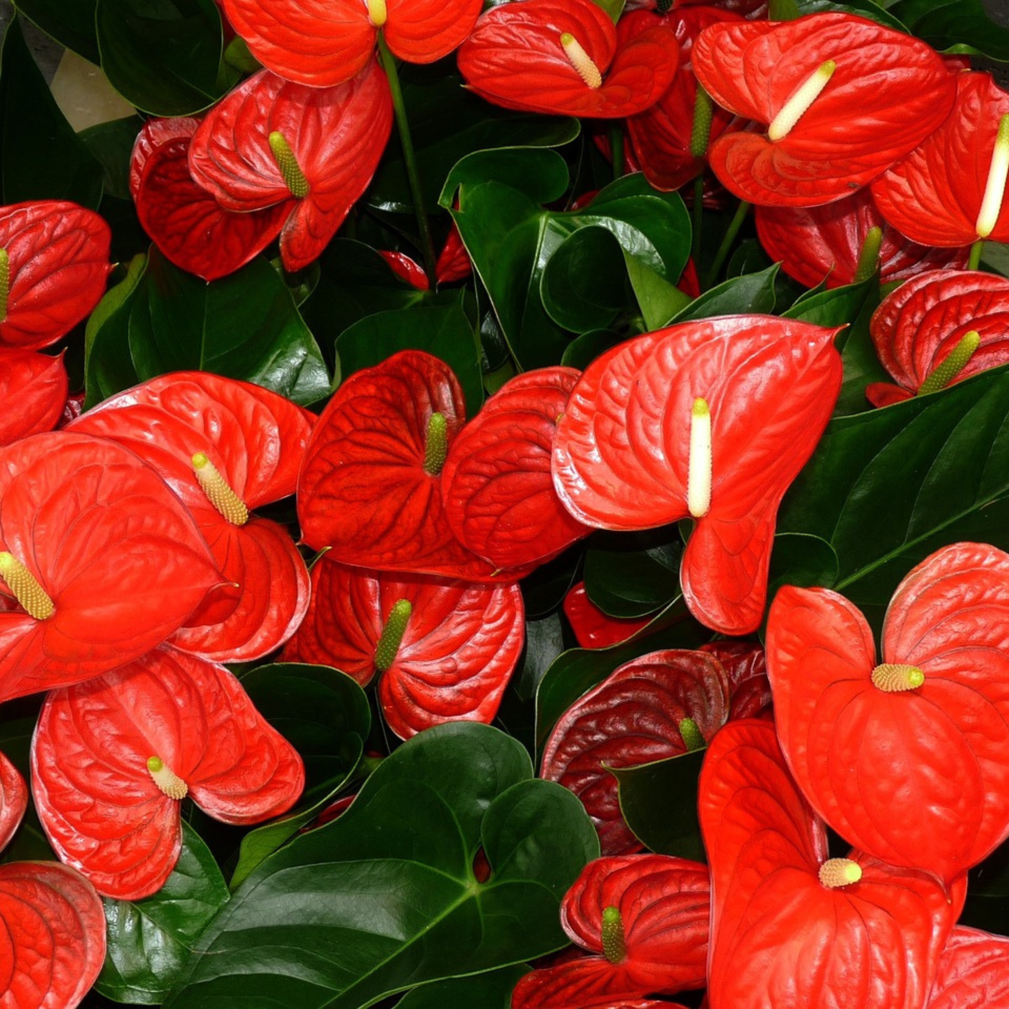 Dwarf Anthurium Jumbo Red Indoor/Outdoor Live Plant