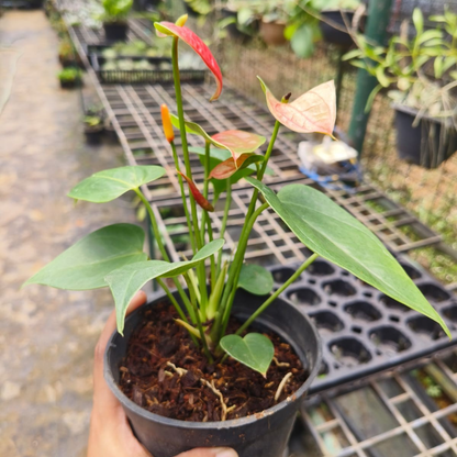 Dwarf Anthurium Jumbo Red Indoor/Outdoor Live Plant