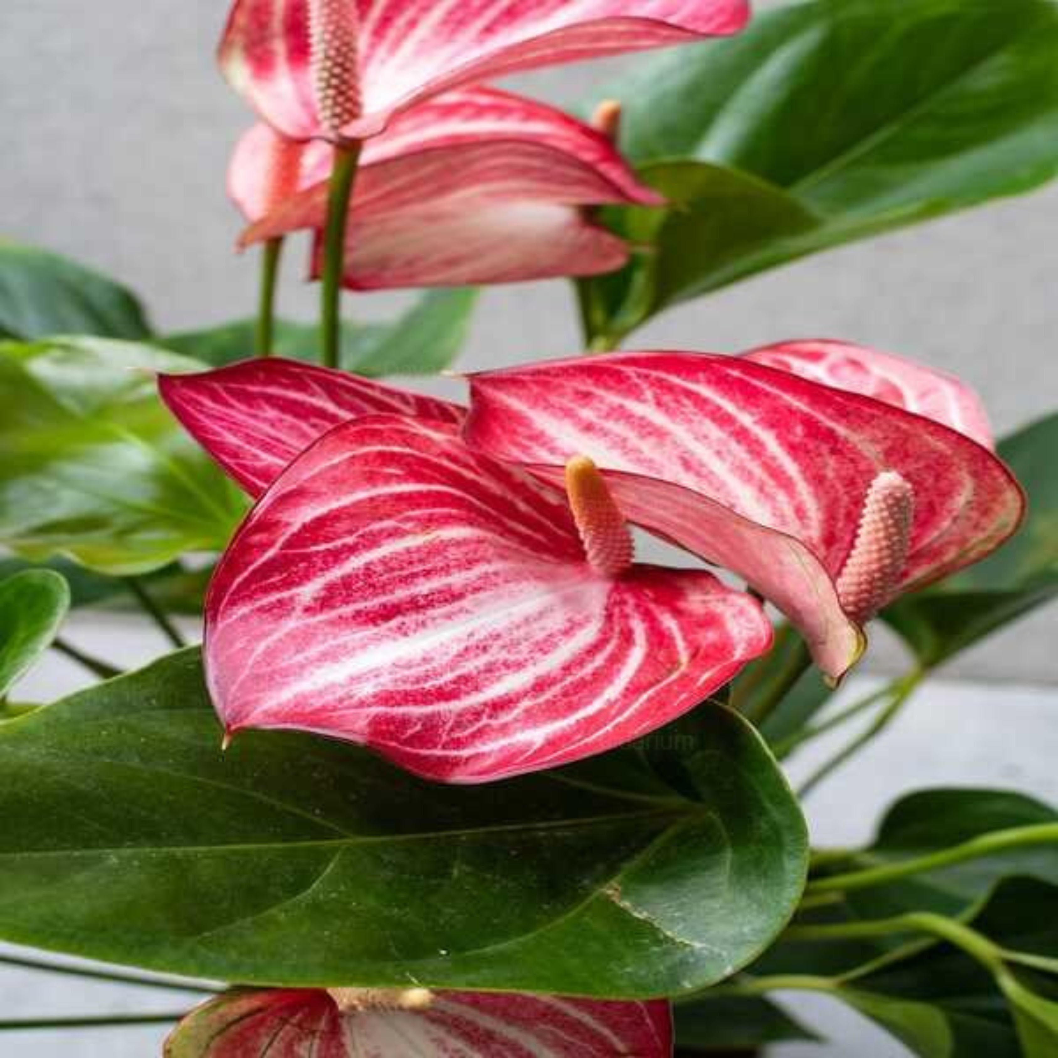 Dwarf Anthurium Livium Indoor/Outdoor Live Plant